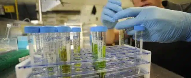 Marijuana Lab Testing