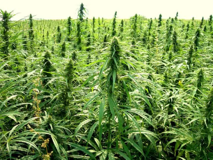 Hemp Fields