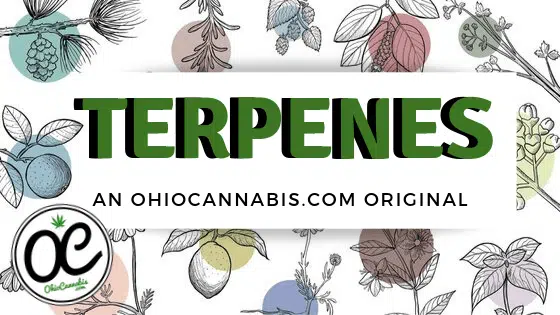 Terpenes Explainer Graphic